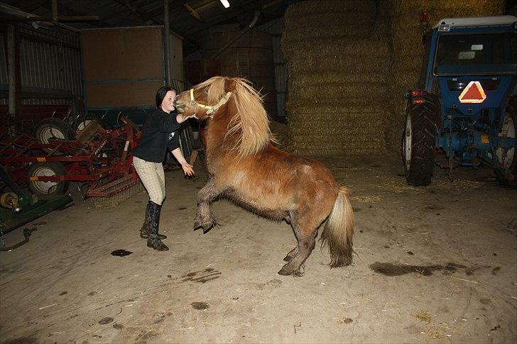 Shetlænder Charlottenlunds Olfert - nr. 5 at stejle :D billede 5