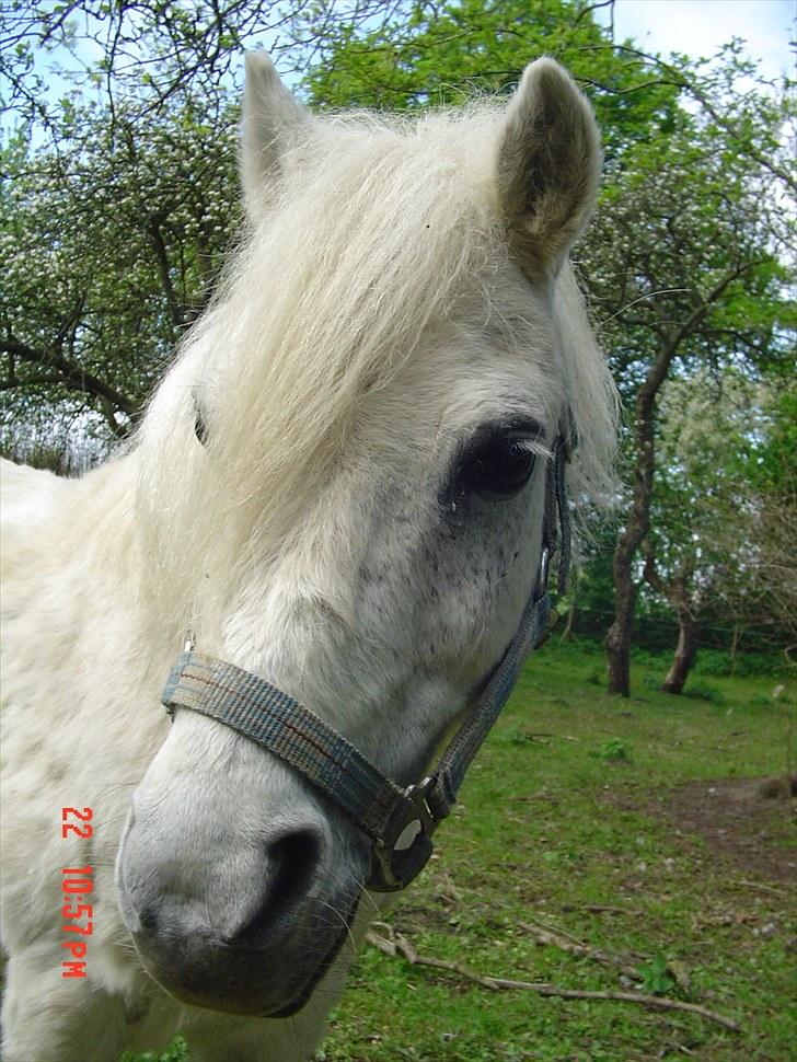 Anden særlig race Merrylegs billede 12