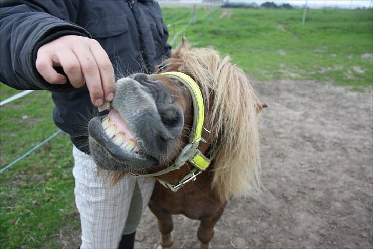 Shetlænder Charlottenlunds Olfert - nr. 6 Det først smil xD billede 6