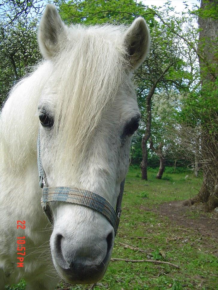 Anden særlig race Merrylegs billede 1
