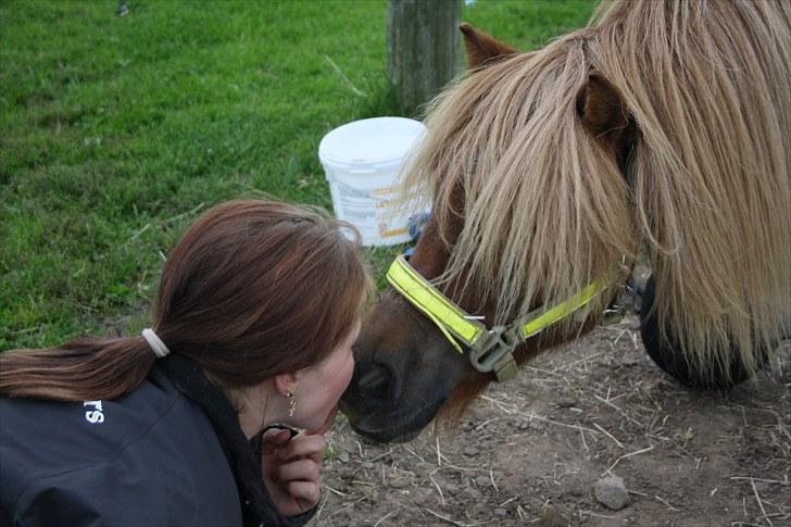 Shetlænder Charlottenlunds Olfert - nr. 7 Olfert første kys xD billede 7