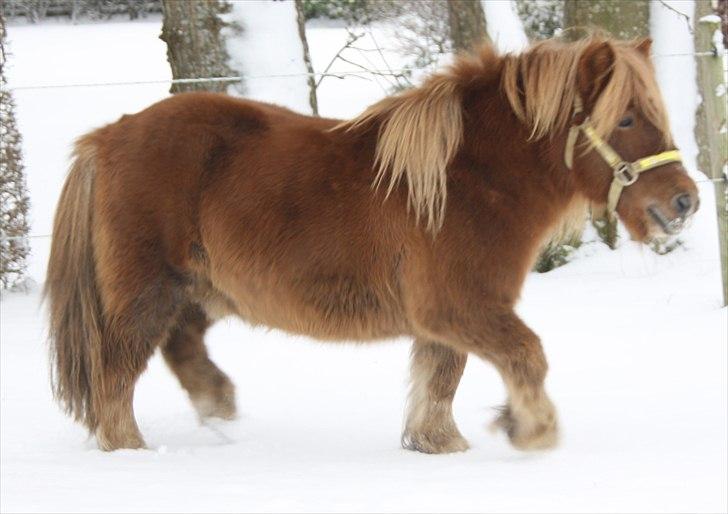 Shetlænder Charlottenlunds Olfert - nr. 8 Vinterbamse :D billede 8