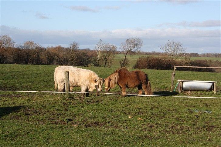 Shetlænder Charlottenlunds Olfert - nr. 9 Olfert og hans ven ;) billede 9