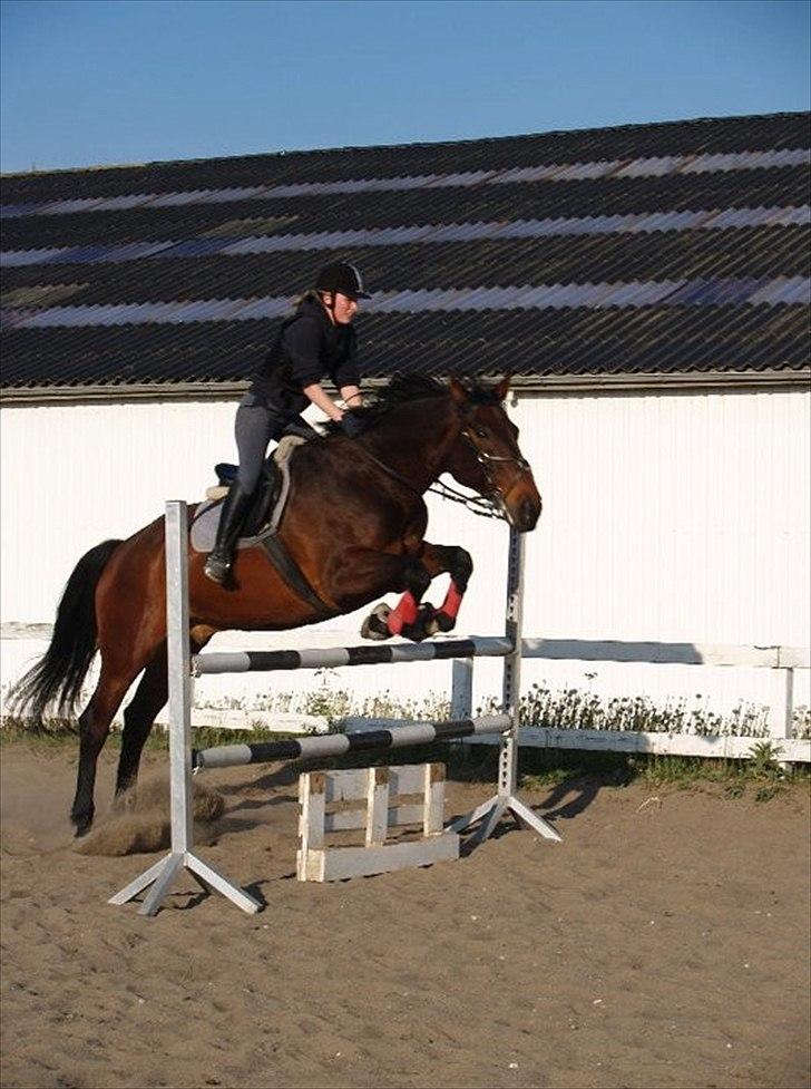 Oldenborg fredrik - spring træning, 110 cm billede 15