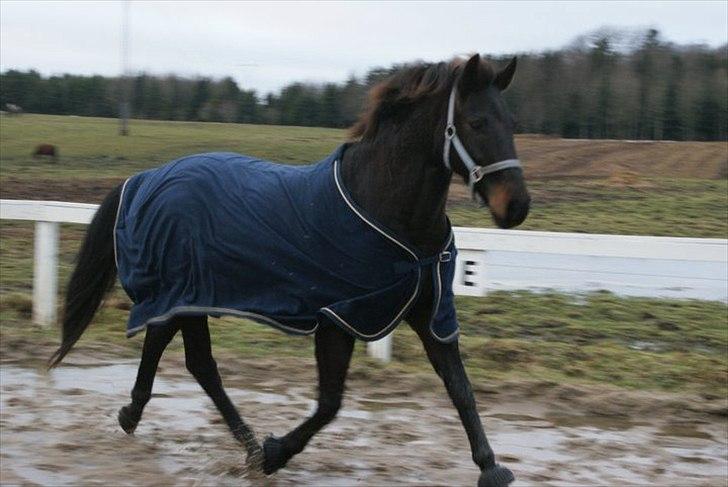 Anden særlig race Mondi billede 13