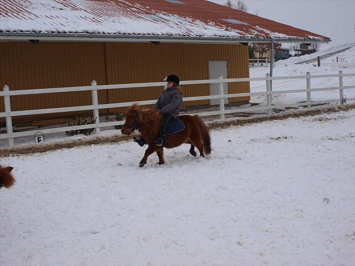 Shetlænder Mira Bella Bomlund billede 7
