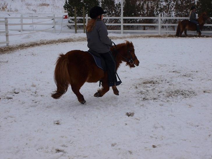 Shetlænder Mira Bella Bomlund billede 8