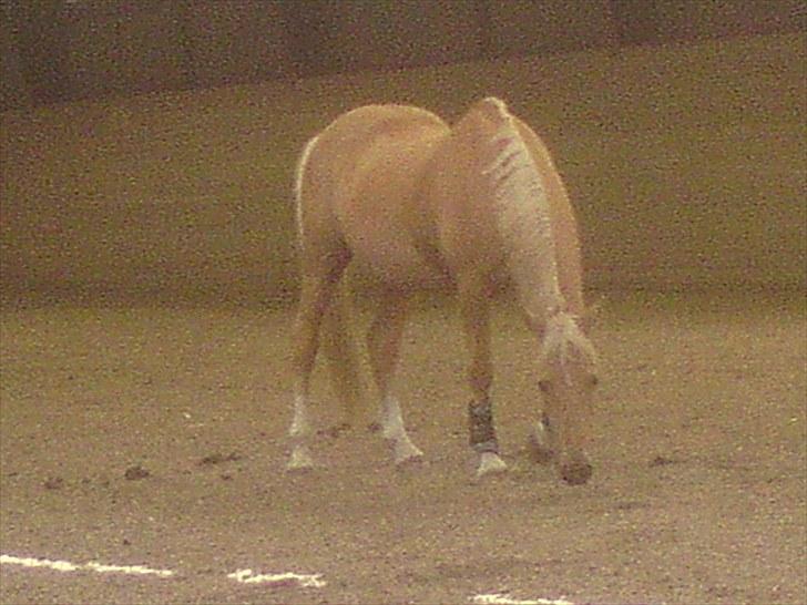 Palomino Samson *SOLGT* - Hmm det er svært at være seriøs når ens hest hellere vil lugte til hesteprutter billede 5