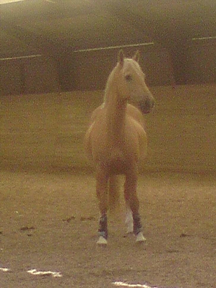 Palomino Samson *SOLGT* - Så kom han helt op i det røde felt fordi staldpigerne legede springleg inden ved siden af! billede 6