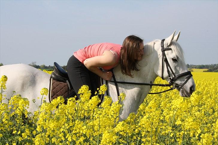 Connemara Tikærsgårds Dirch Solgt - Den sidste dag med Dirch billede 16