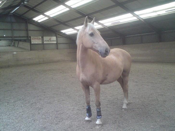 Palomino Samson *SOLGT* - Jaa helt glad for de underlige, skrigende, hoppende piger var han ikke! billede 7