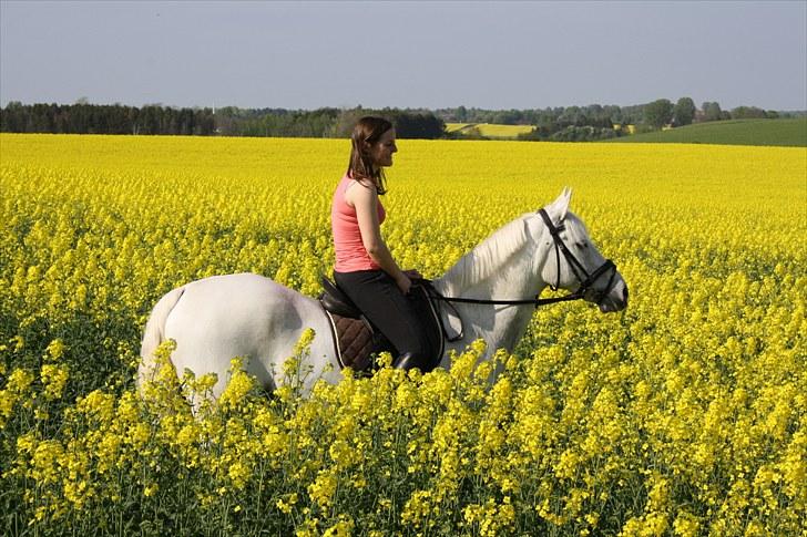 Connemara Tikærsgårds Dirch Solgt - Elsker dig basse!  du vil altid have en kæmpe plads i mit hjerte! <3 billede 17