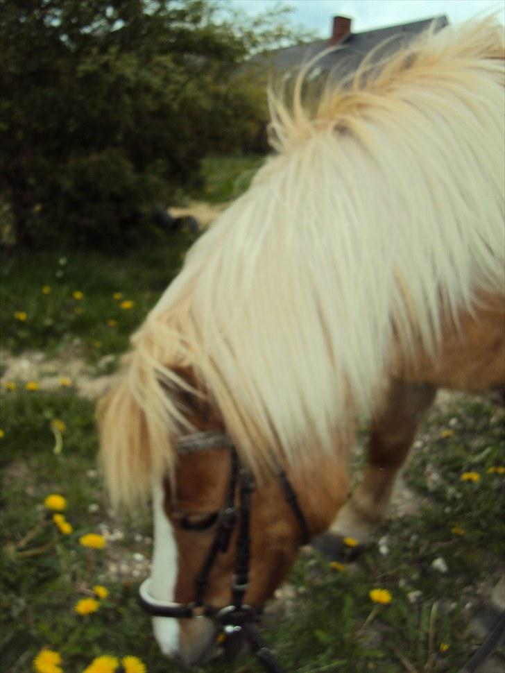 Shetlænder Silas billede 8