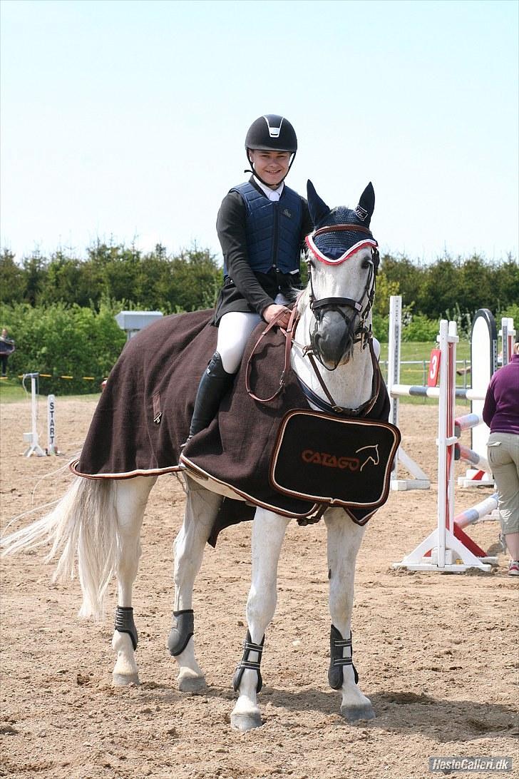 Hannoveraner Alfonso R.I.P. billede 4