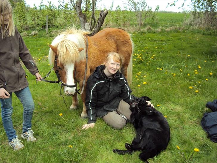 Shetlænder Silas billede 15