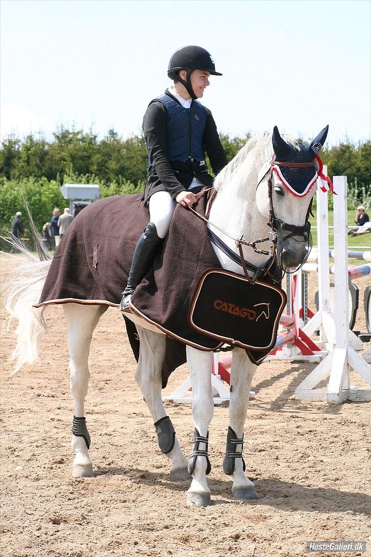 Hannoveraner Alfonso R.I.P. billede 13