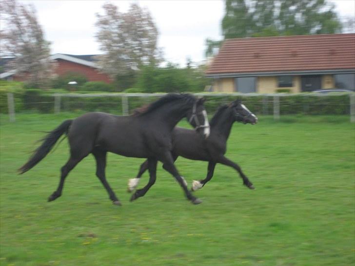 Welsh Cob (sec D) Frenderupgårds Jackson billede 6