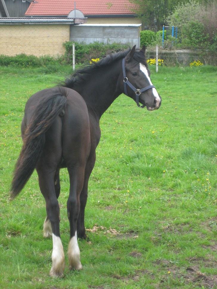 Welsh Cob (sec D) Frenderupgårds Jackson billede 9