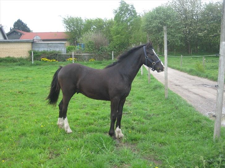 Welsh Cob (sec D) Frenderupgårds Jackson billede 10