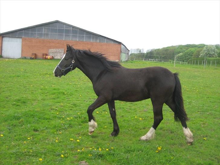 Welsh Cob (sec D) Frenderupgårds Jackson billede 14