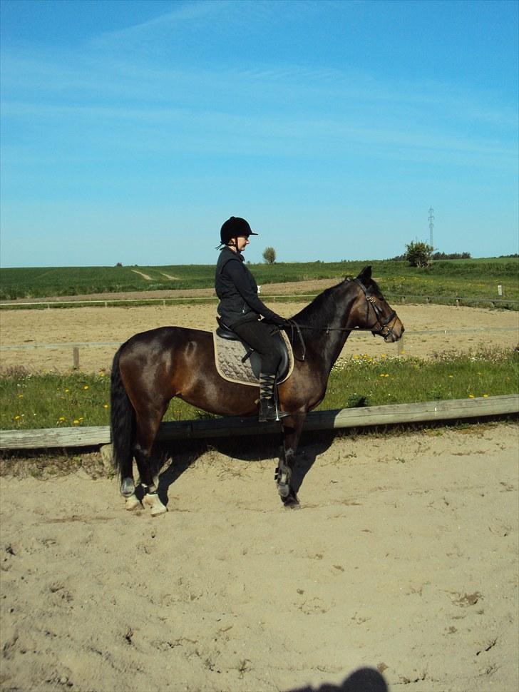 Anden særlig race Laika billede 17