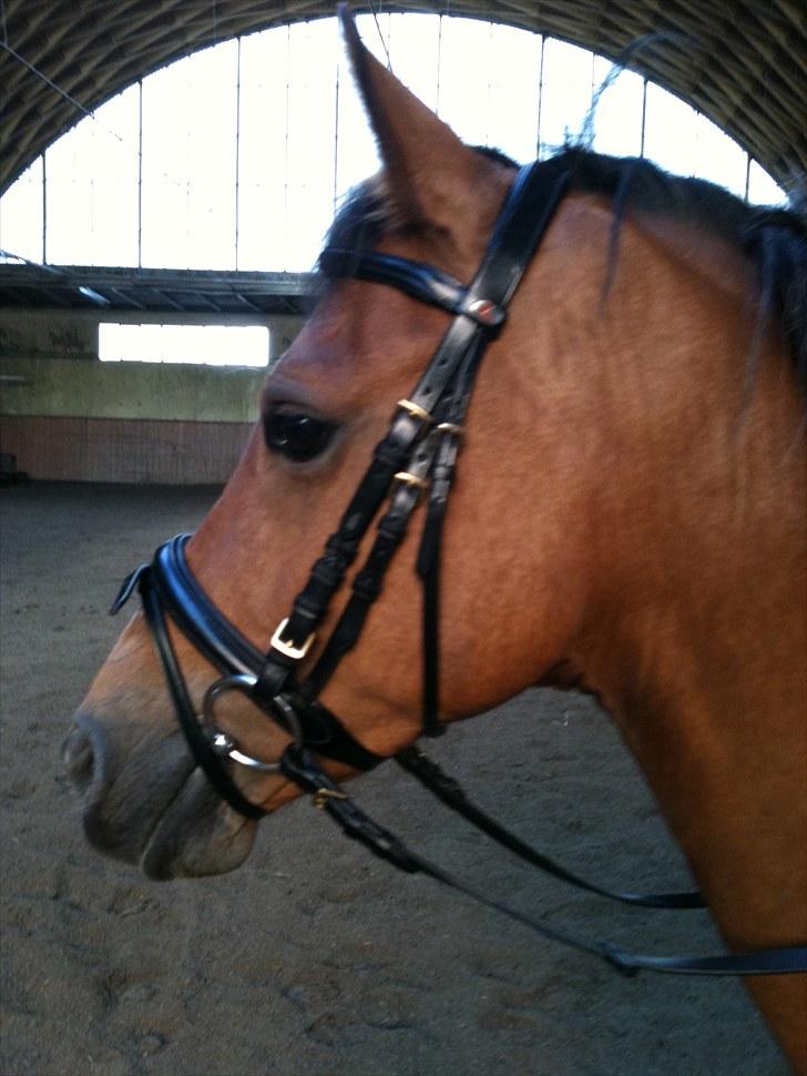 Anden særlig race Joke. <33 - første dag billede 6