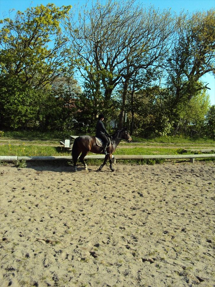 Anden særlig race Laika billede 18