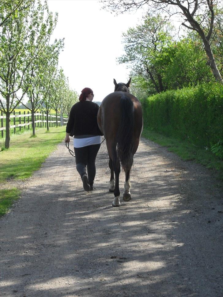 Dansk Varmblod Lundebakken's Vanessa billede 20