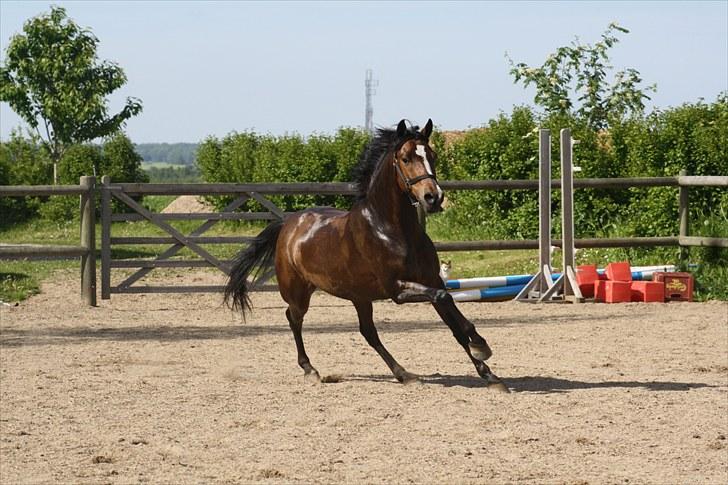 Anden særlig race Dream step *A- PONY!* billede 4