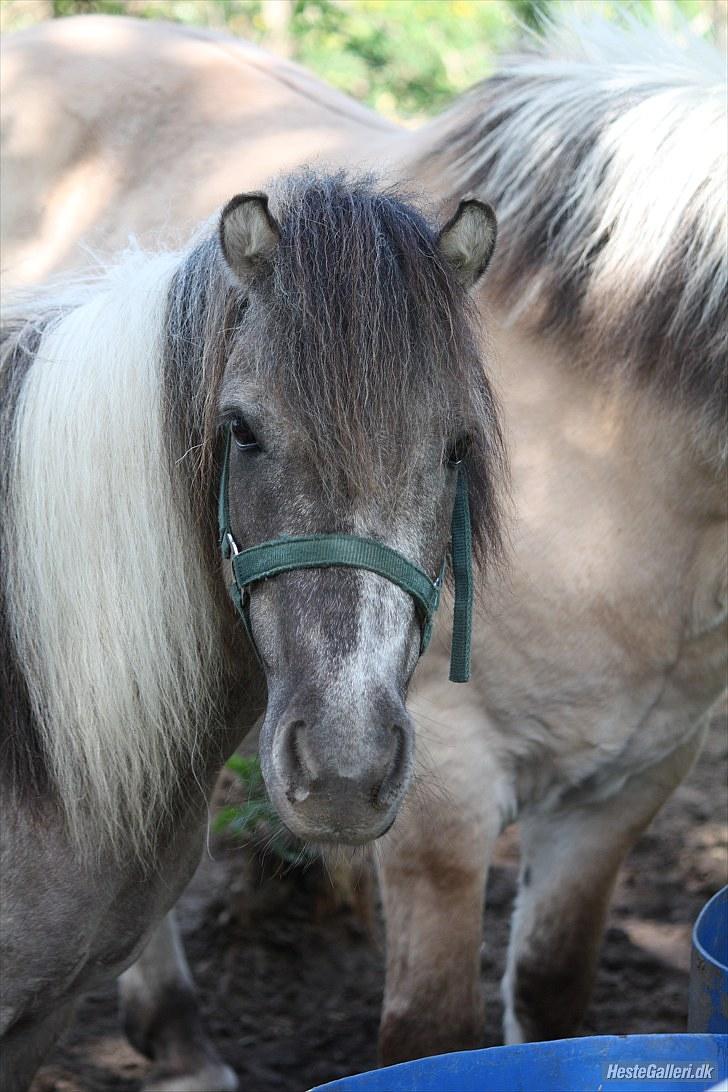 Anden særlig race Sir duke billede 20