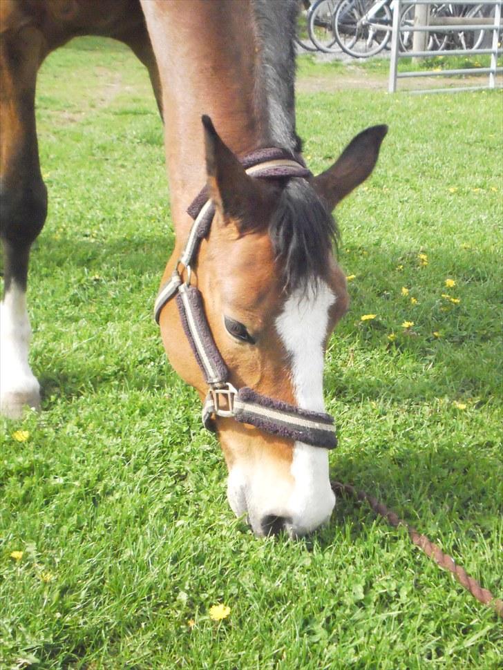 Hollandsk Sportspony Macho <3 R.I.P. baby <3 - Hygge på græsset <3 Den 21. maj - et år siden jeg betalte for min elskede pony <3 billede 13