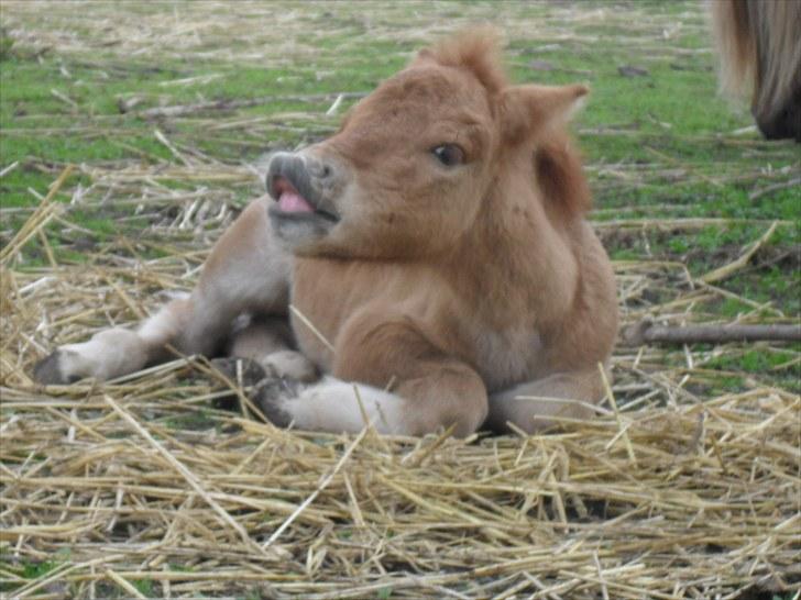 Shetlænder Thorshøjs Viking -solgt- billede 1