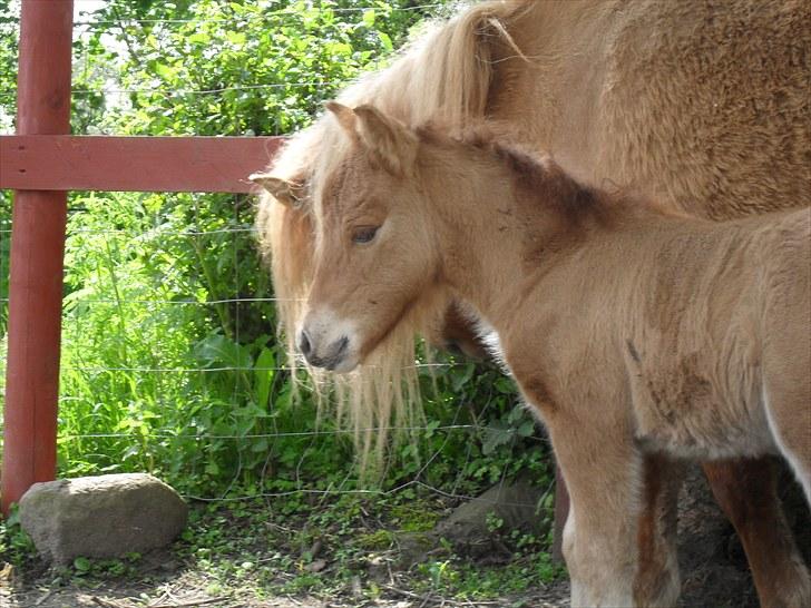 Shetlænder Thorshøjs Viking -solgt- billede 2
