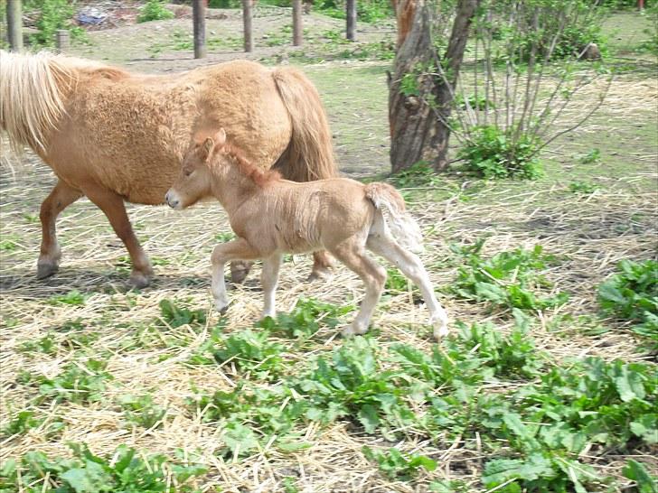 Shetlænder Thorshøjs Viking -solgt- billede 3
