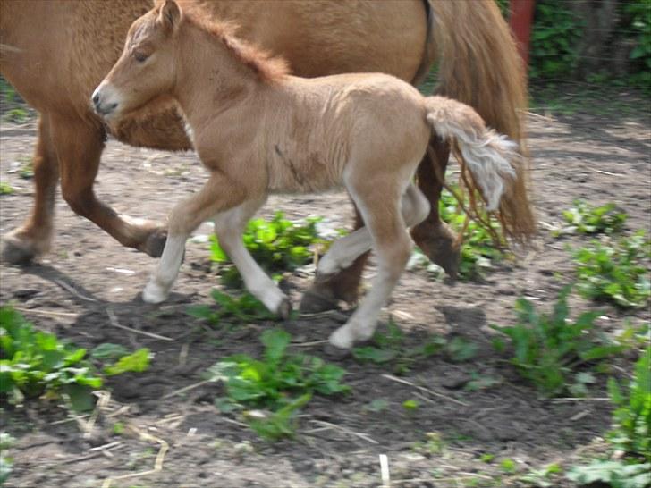 Shetlænder Thorshøjs Viking -solgt- billede 4