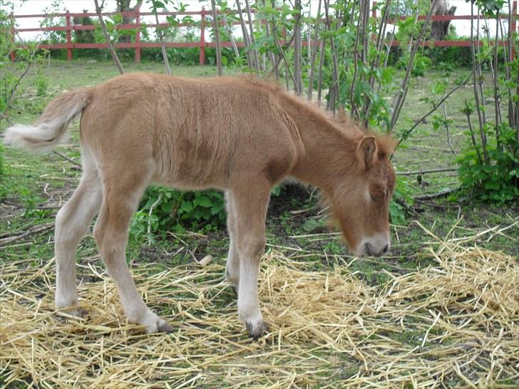 Shetlænder Thorshøjs Viking -solgt- billede 6