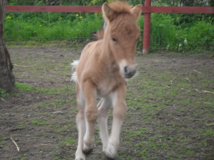 Shetlænder Thorshøjs Viking -solgt- billede 7