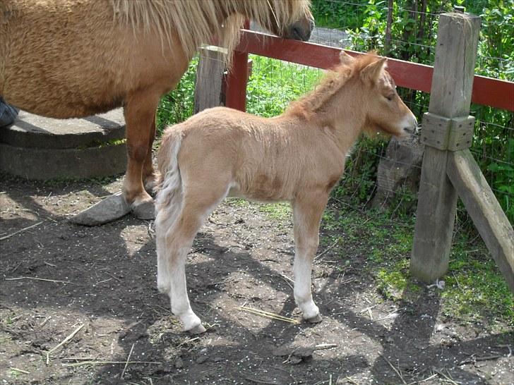 Shetlænder Thorshøjs Viking -solgt- billede 8