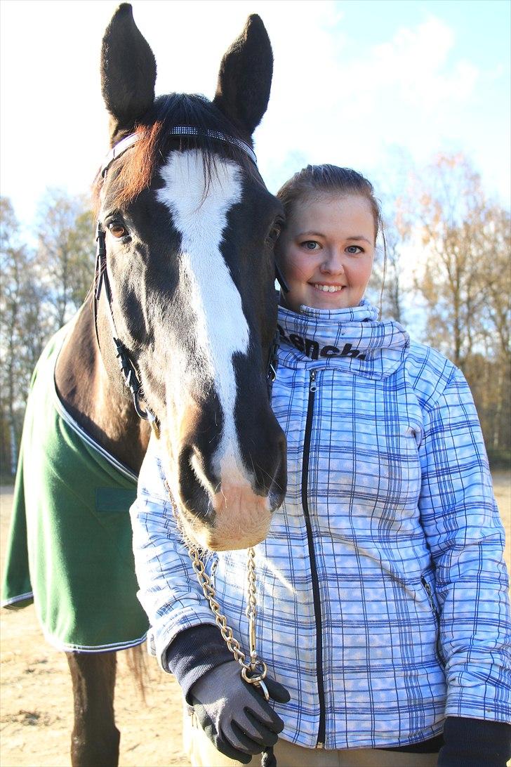 Dansk Varmblod Alingus - © Sara Bach Henriksen billede 1