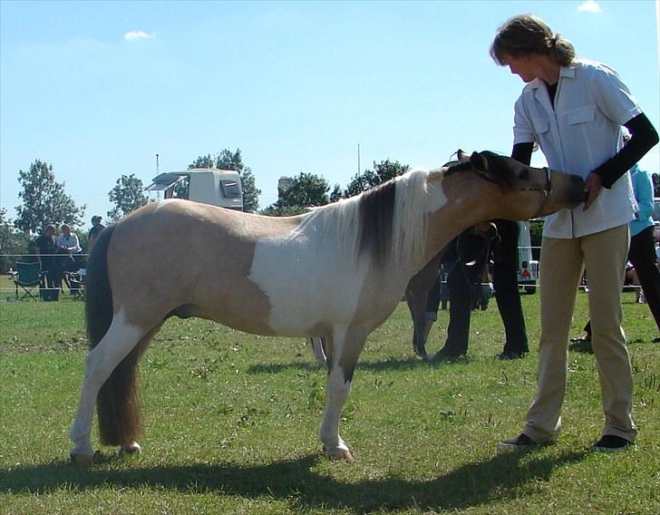 Amerikansk Miniature Ultra Beau Jangles - Beau i ringen  til MHCE 2010 billede 13