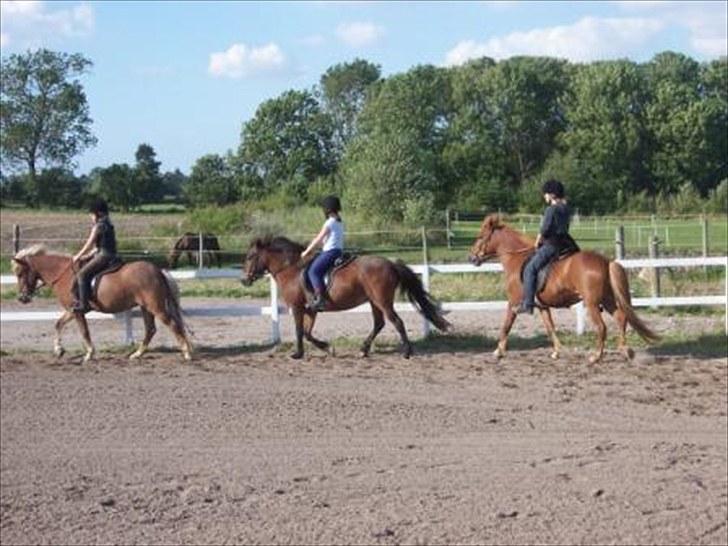 Islænder Askja fra Spillehuset R.I.P - #9. nogle år siden gammel da jeg have hende med på ridelejre billede 9