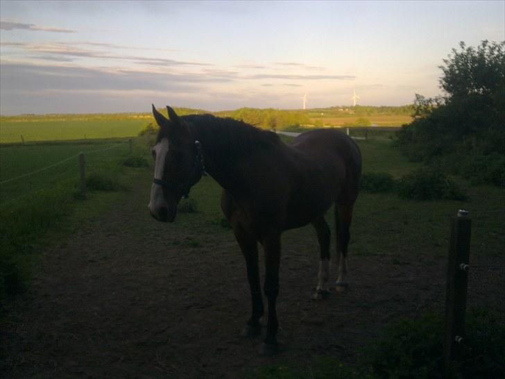 Anden særlig race Buster  R.I.P 4-9-2013<3 - 25 år gammel billede 14