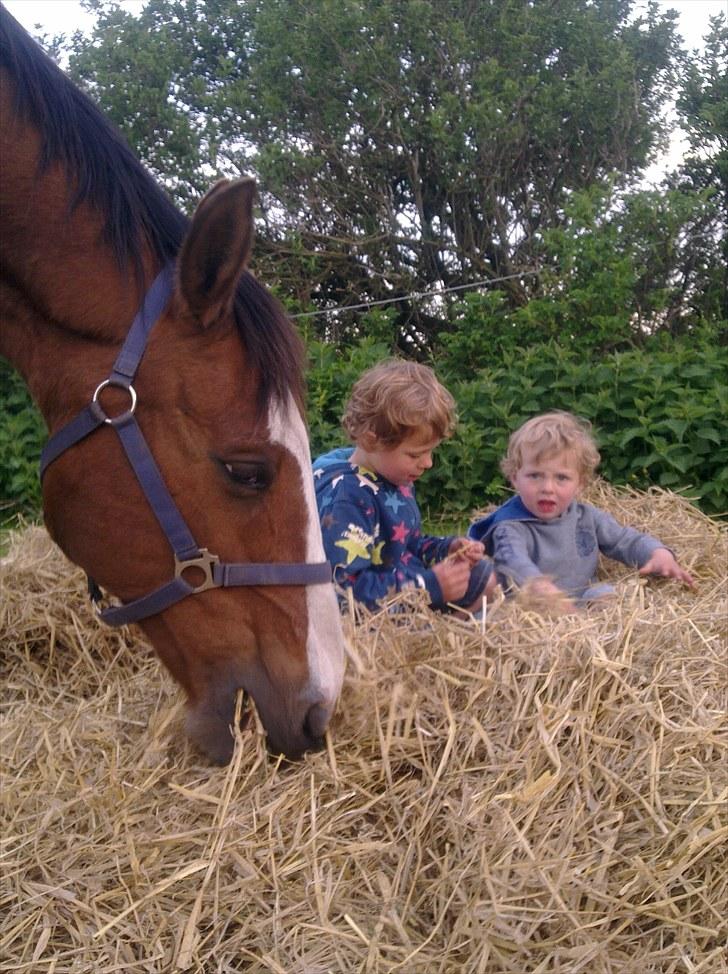 Anden særlig race Buster  R.I.P 4-9-2013<3 - Buster, Gustav og Laurits maj 2010 billede 17