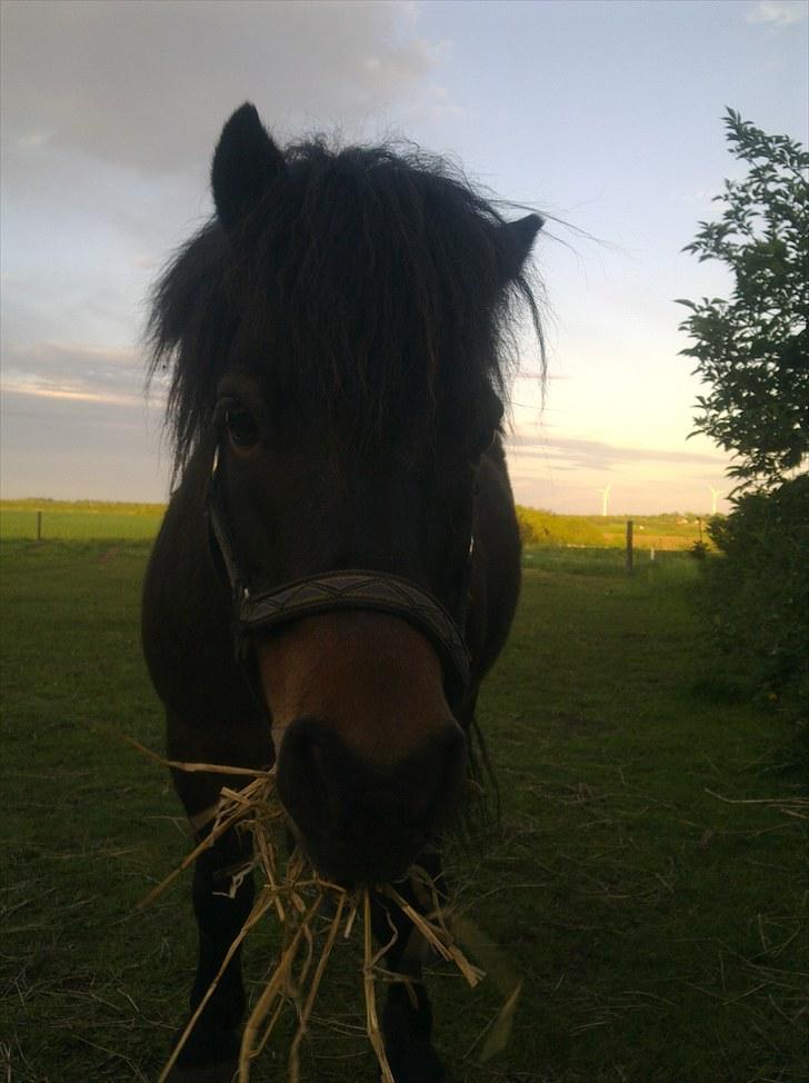 Anden særlig race Buster  R.I.P 4-9-2013<3 - Buster`s lille ven Luffe maj 2010 billede 18