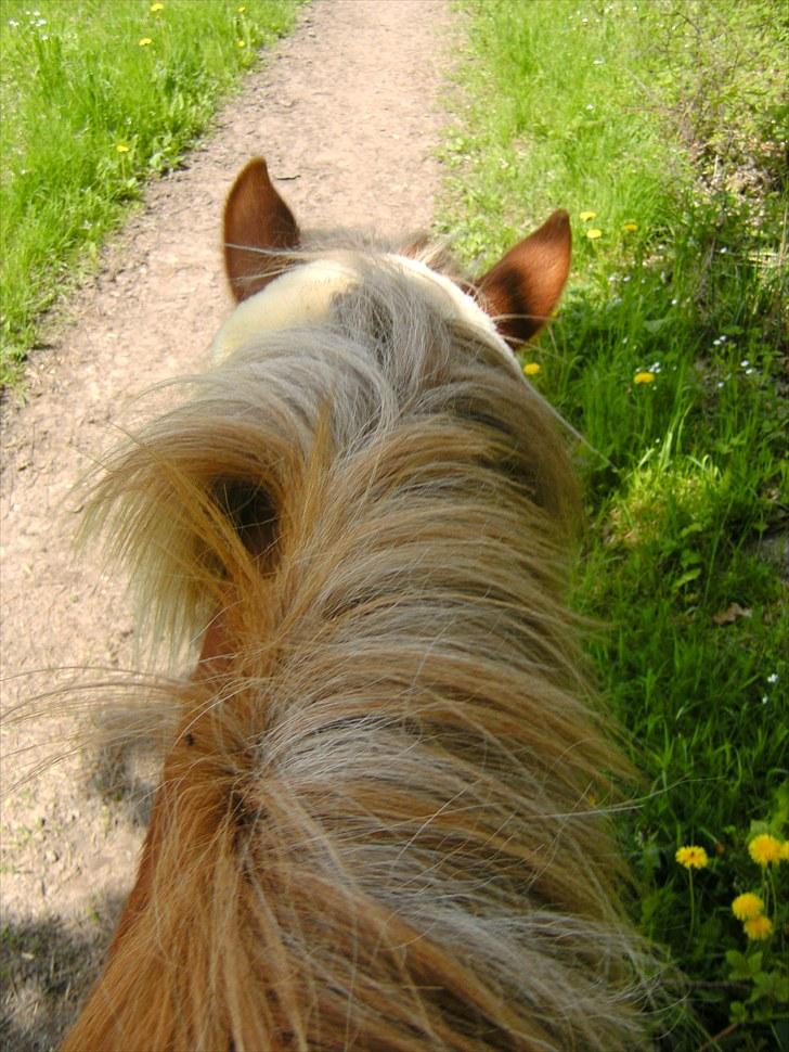 Islænder Fjóla fra freersvang  - en hyggelig tur i skoven:) billede 4