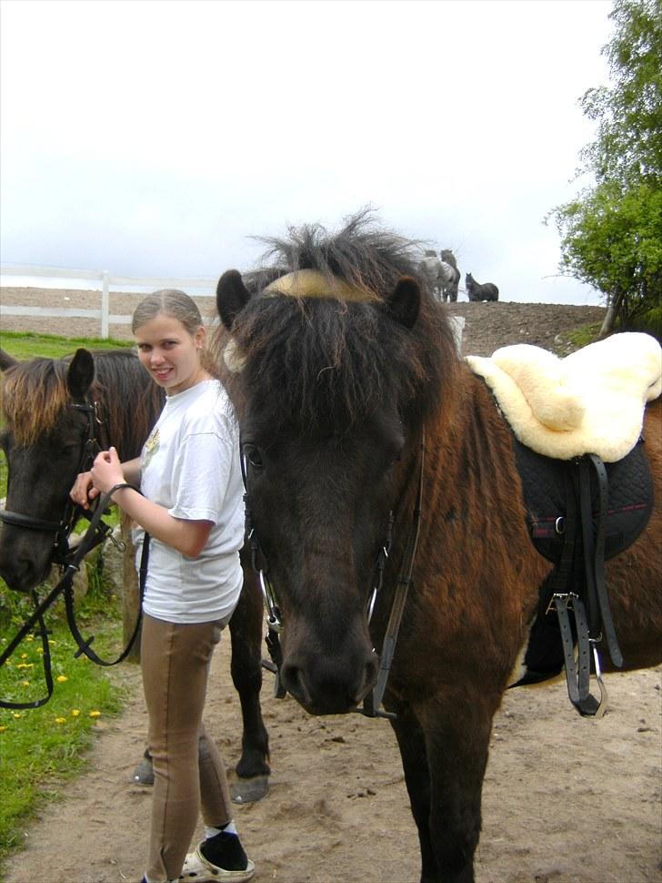 Islænder Enok fra Freersvang  billede 5