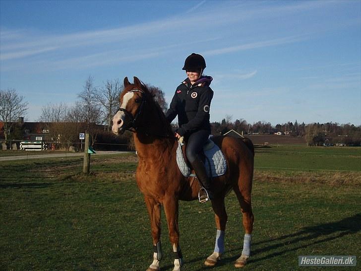 Arabisk fuldblod (OX) Flamme<3 *afkåret hingst* billede 3