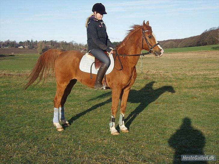 Arabisk fuldblod (OX) Flamme<3 *afkåret hingst* billede 4