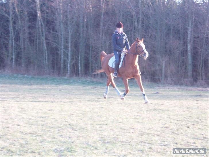 Arabisk fuldblod (OX) Flamme<3 *afkåret hingst* - komisk xD  billede 6