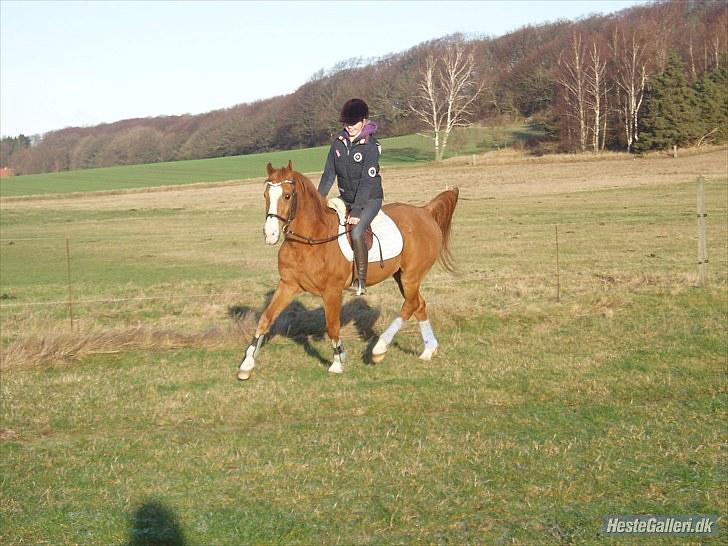 Arabisk fuldblod (OX) Flamme<3 *afkåret hingst* - komisk xD  billede 7